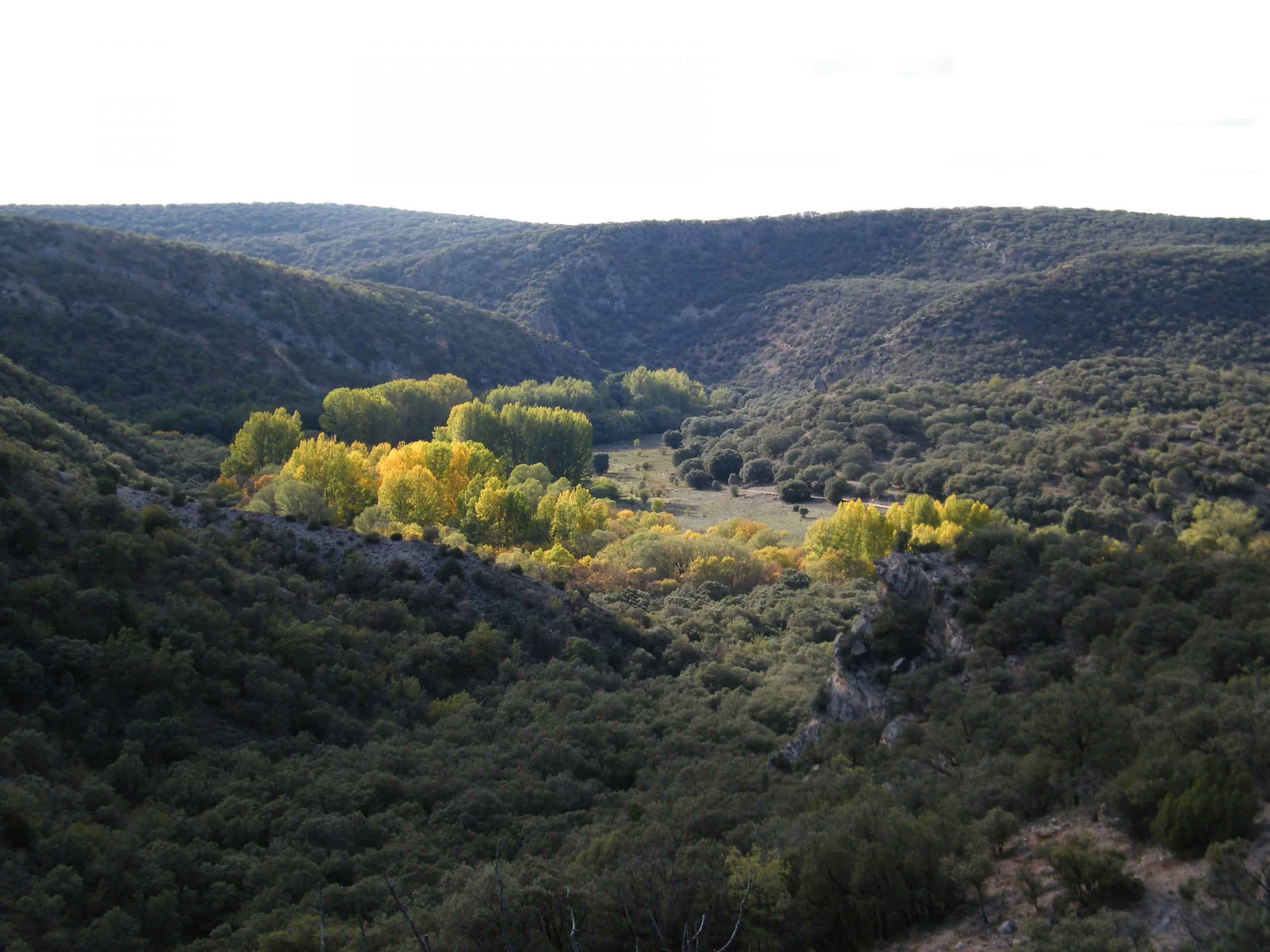 Bosque de encinas y chopos