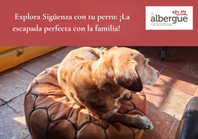 perro en el albergue de siguenza