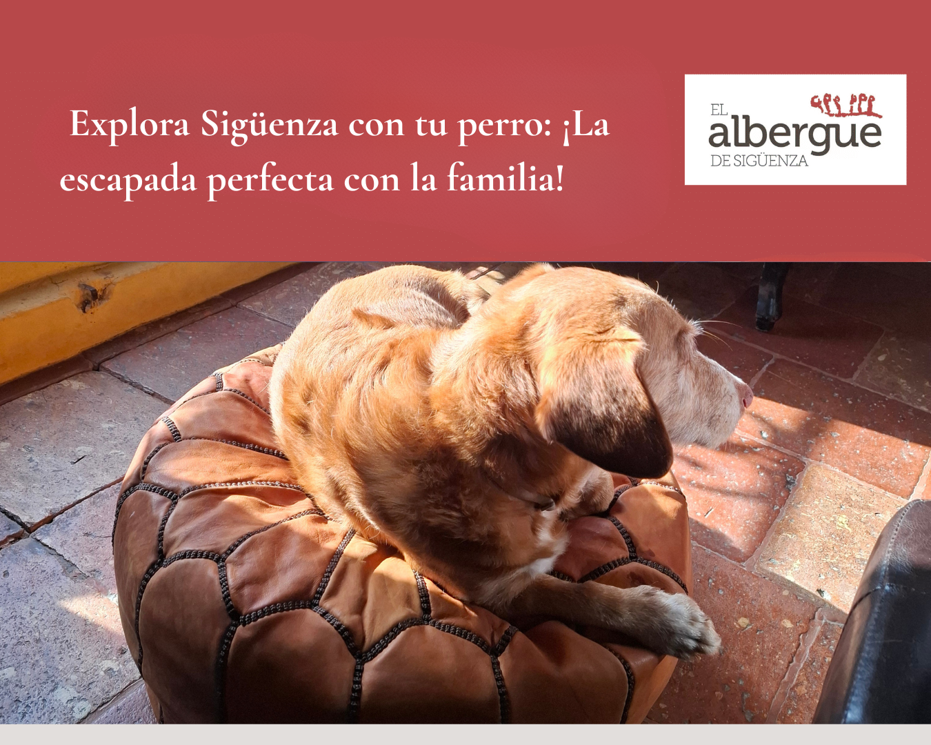 perro en el albergue de siguenza